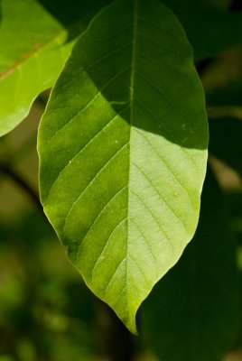 Magnolia hybr. 'Wadas Memory' - šácholan - list